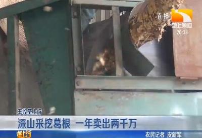 深山采挖葛根 一年卖出两千万