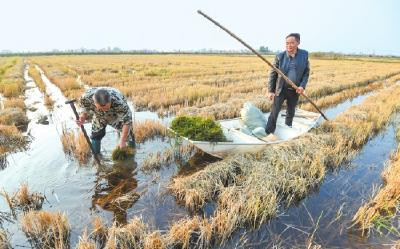 江陵县：栽种水草改善水质 为明春虾苗繁育做准备