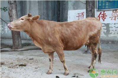 彭水：肉牛养殖让日子“牛”起来 干群合力书写美丽新画卷