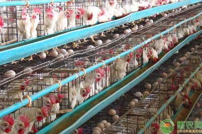 肉鸡价格大起大落鸡苗决定，养鸡回归“微利时代”！