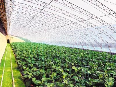 曾都壮大乡土特色产业