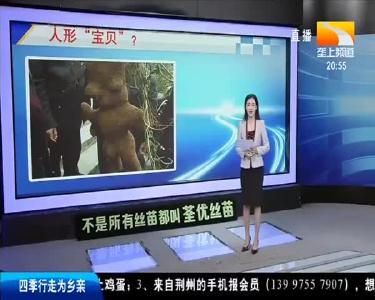 罕见白化动物再现神农架 被红外相机抓拍