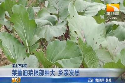 菜薹油菜根部肿大 乡亲发愁