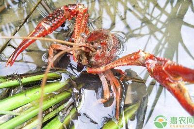 养殖小龙虾常见的六大雷区，新手切记不要踩！