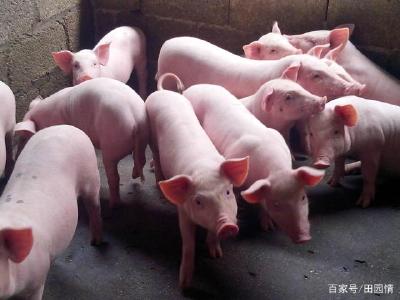 湖北：“真金白银”支持生猪生产促行业转型