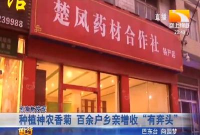 种植神农香菊 百余户乡亲增收 “有奔头”