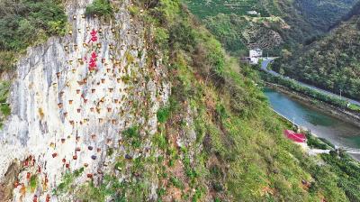 湖北兴山打造“崖蜜”景观带