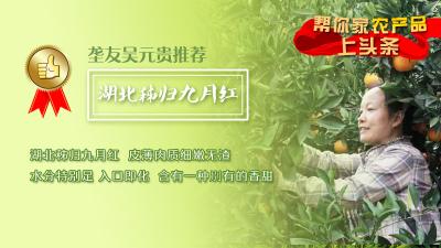 【帮农产品上头条】垄友吴元贵推荐——湖北秭归九月红