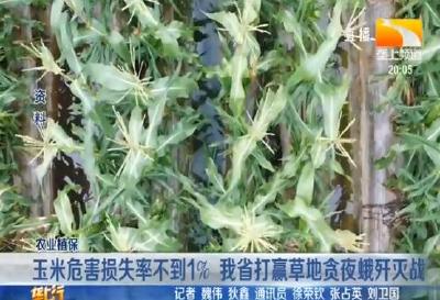 玉米危害损失率不到1% 湖北省打赢草地贪夜蛾歼灭战