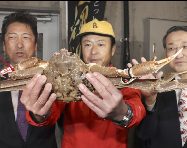 日本一只螃蟹拍出500万日元高价 破吉尼斯世界纪录