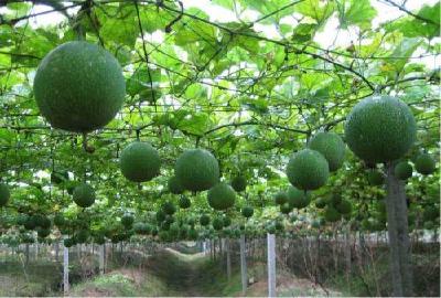 精准扶贫 不落一人：“苦涩”瓜蒌酿“甜蜜”生活