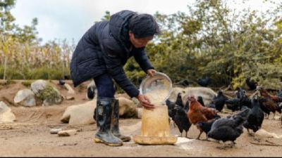山巅养鸡人：我走不出山巅，但要让孩子看见更多蓝天