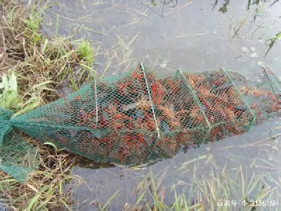 池塘情况摸不清，自家养的虾越来越少？小龙虾到底为什么互相残杀