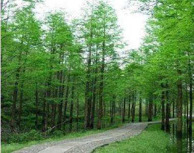 荆州推广种植120多万株中山杉 助力森林城市创建