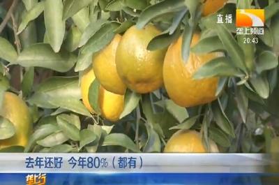 椪柑快成熟 黄色斑点上了身