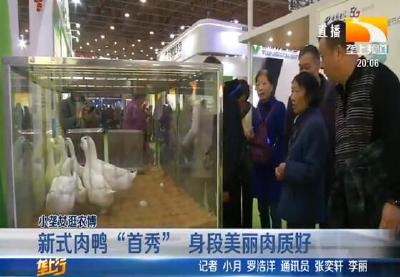 新式肉鸭 “首秀” 身段美丽肉质好