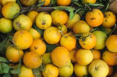 今年柑橘或扎堆上市，价格是迷，务必提高警惕！
