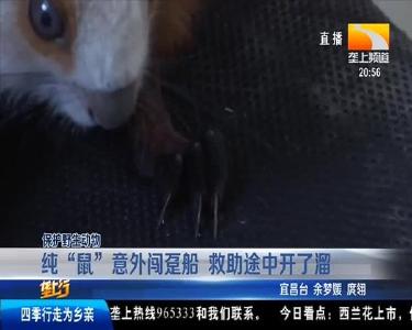 纯 “鼠” 意外闯趸船 救助途中开了溜