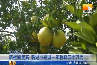 脐橙甜度高 临湖小果园一年收获五十万元