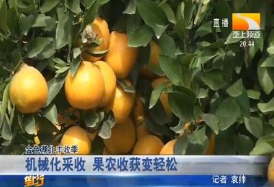 机械化采收 果农收获变轻松
