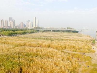武汉打造百公里滨江画廊 已建成江滩里程逾70公里