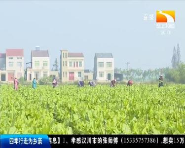 菜薹大丰收 村民笑开颜