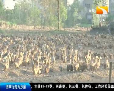 分批四季养蛋鸭 行情波动咱不怕