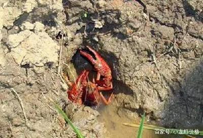 市场崩塌！小龙虾养殖难上加难，但想抽身早已来不及……