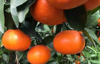 柑橘秋梢期磷酸二氢钾如何用效果好？使用不当，可能会有反作用