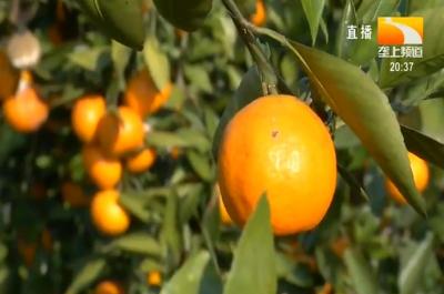 脐橙上市早 开园就卖空