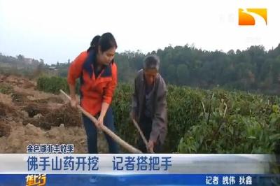 佛手山药开挖 记者搭把手