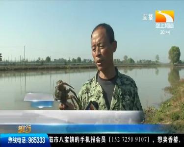 公蟹均重半斤多 湖北养出“大个头” 河蟹