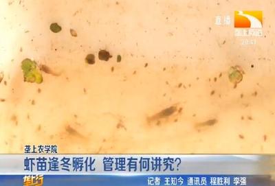 虾苗逢冬孵化 管理有何讲究？