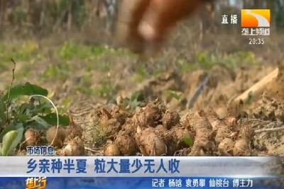 乡亲种半夏 粒大量少无人收