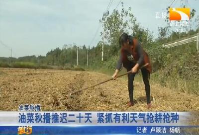 油菜秋播推迟二十天 紧抓有利天气抢耕抢种