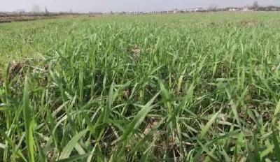 宜昌农业 |当前宜昌小麦和油菜病虫害防控对策