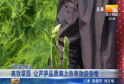高效菜园 让芦笋品质高上市早效益倍增