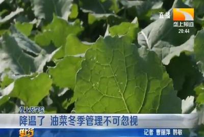 降温了 油菜冬季管理不可忽视