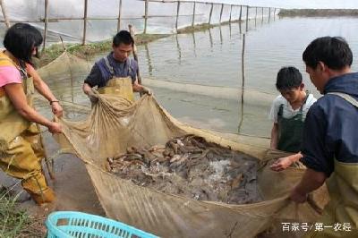 市场售价高，繁殖速度快，号称吊打小龙虾的罗氏虾，怎么没人养