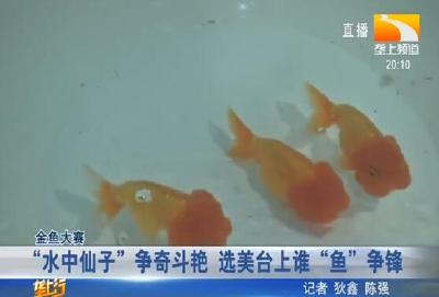 “水中仙子”争奇斗艳 选美台上谁“鱼”争锋