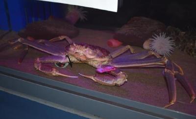 世界最贵螃蟹被做成800万日元套餐 厨师感叹：一生一次啊