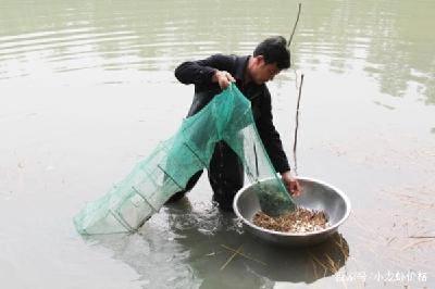 气温降低，小龙虾过冬怎么养？来看冬季小龙虾养殖要点……