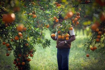 未来5年，靠柑橘赚钱的3个机会！（推荐阅读）