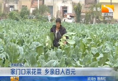 家门口采花菜 乡亲日入百元