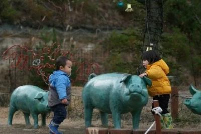 日本人把休闲农业又玩出了新花样，50万人排队赏猪，年收入50亿！
