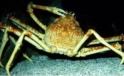 世界上最大的螃蟹：重可达20公斤肉质鲜美，却被称之为“杀人蟹”