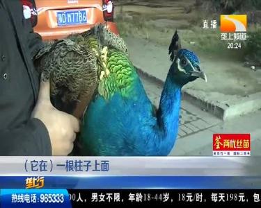中心城区惊现孔雀 热心市民帮找主人