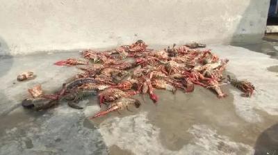 乡亲别出心裁做起室内养虾，每天勤换水、定时投食，却还是出现虾大量死亡...