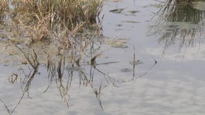 小龙虾稻田里越冬，好水是关键！低温肥水要注意哪些细节？