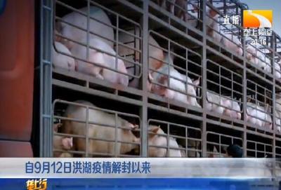 一个桔子 牵起京鄂两地情